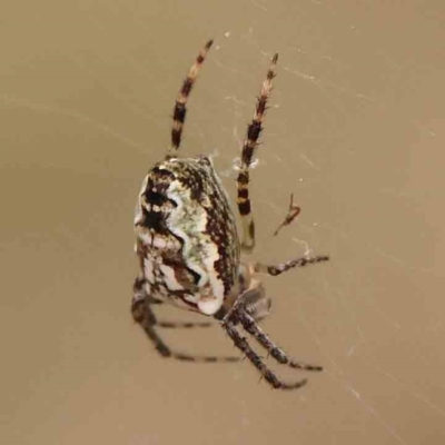 Plebs bradleyi (Enamelled spider) at Black Mountain - 31 Jan 2024 by ConBoekel