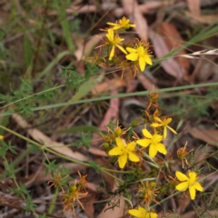 Hypericum perforatum (St John's Wort) at Acton, ACT - 30 Jan 2024 by ConBoekel