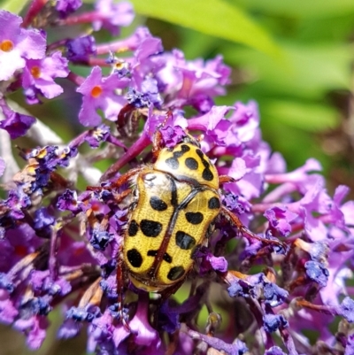 Neorrhina punctata (Spotted flower chafer) at Penrose, NSW - 31 Jan 2024 by Aussiegall