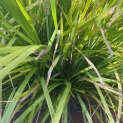 Lomandra longifolia (Spiny-headed Mat-rush, Honey Reed) at Bruce, ACT - 1 Feb 2024 by Louise159