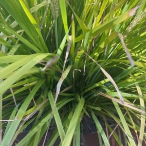 Lomandra longifolia at Radford College - 2 Feb 2024