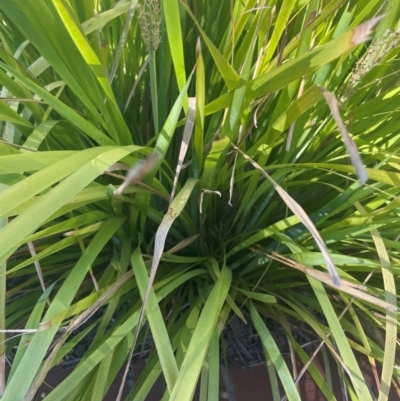 Lomandra longifolia (Spiny-headed Mat-rush, Honey Reed) at Radford College - 2 Feb 2024 by Louise159