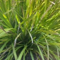 Lomandra longifolia at Radford College - 2 Feb 2024