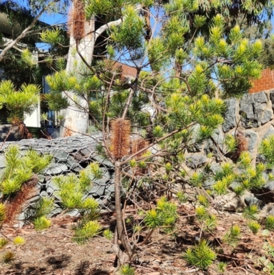 Banksia spinulosa var. spinulosa (Hairpin Banksia) at Bruce Ridge to Gossan Hill - 2 Feb 2024 by MarkRossetto