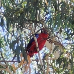 Platycercus elegans (Crimson Rosella) at Radford College - 2 Feb 2024 by MarkRossetto