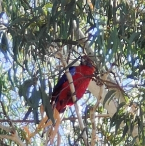 Platycercus elegans at Radford College - 2 Feb 2024