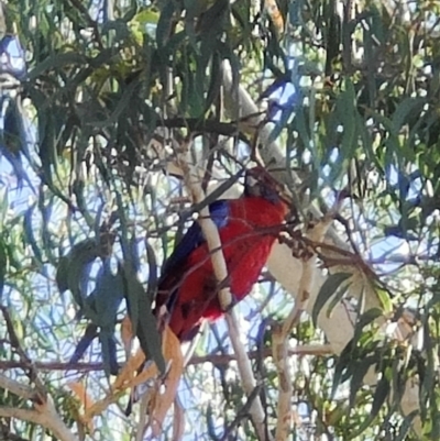 Platycercus elegans (Crimson Rosella) at Bruce Ridge to Gossan Hill - 1 Feb 2024 by MarkRossetto