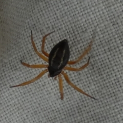 Euryopis umbilicata (Striped tick spider) at Borough, NSW - 30 Jan 2024 by Paul4K