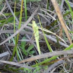 Polichne parvicauda (Short-tailed Polichne) at Borough, NSW - 30 Jan 2024 by Paul4K