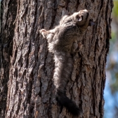 Petaurus notatus at Undefined Area - suppressed