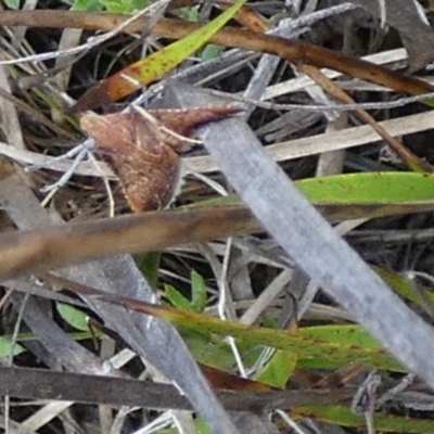 Endotricha (genus) (A Pyrlaid moth) at QPRC LGA - 30 Jan 2024 by Paul4K