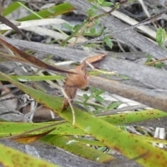 Endotricha (genus) at Boro - 30 Jan 2024