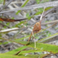 Endotricha (genus) at Boro - 30 Jan 2024