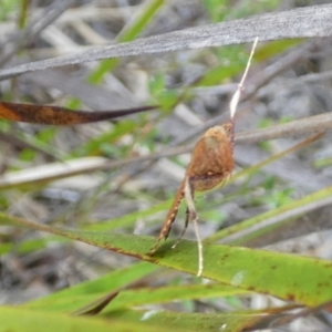 Endotricha (genus) at Boro - 30 Jan 2024