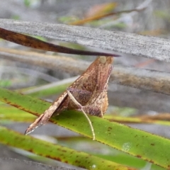 Endotricha (genus) at Boro - 30 Jan 2024