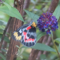 Delias harpalyce (Imperial Jezebel) at QPRC LGA - 2 Feb 2024 by MatthewFrawley