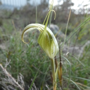 Diplodium reflexum at QPRC LGA - suppressed