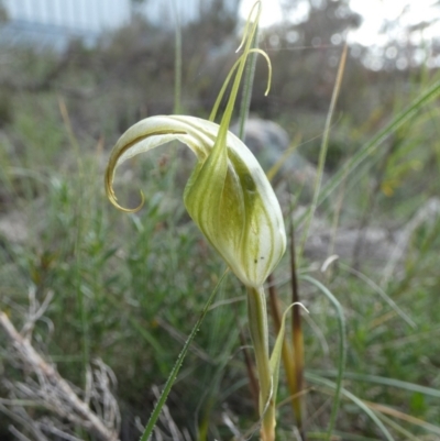 Diplodium reflexum (Dainty Greenhood) at QPRC LGA - 30 Jan 2024 by Paul4K