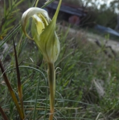 Diplodium reflexum at QPRC LGA - suppressed