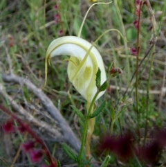 Diplodium reflexum at QPRC LGA - suppressed