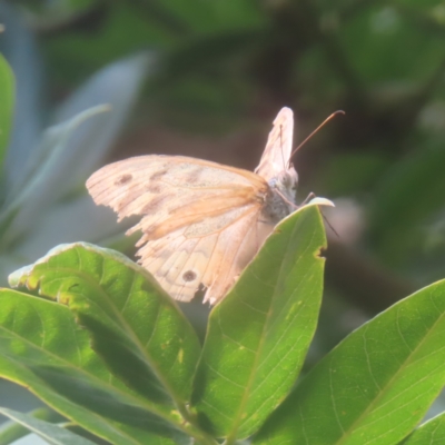 Heteronympha merope (Common Brown Butterfly) at QPRC LGA - 2 Feb 2024 by MatthewFrawley