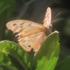 Heteronympha merope at QPRC LGA - 2 Feb 2024