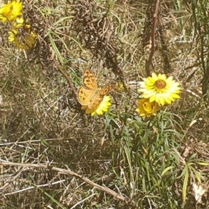 Heteronympha merope at Black Mountain Peninsula (PEN) - 6 Nov 2023