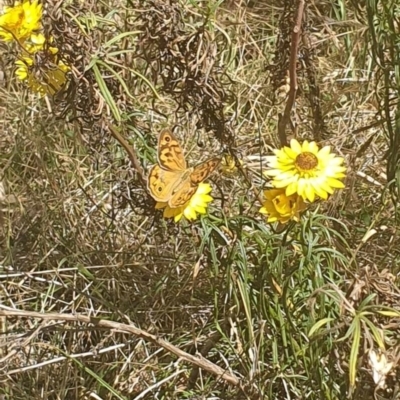 Heteronympha merope (Common Brown Butterfly) at Black Mountain Peninsula (PEN) - 6 Nov 2023 by ChrisBenwah