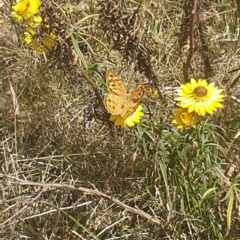 Heteronympha merope at Undefined Area - 6 Nov 2023 10:40 AM