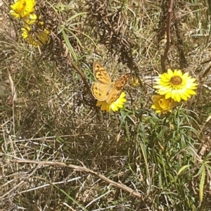 Heteronympha merope at Black Mountain Peninsula (PEN) - 6 Nov 2023