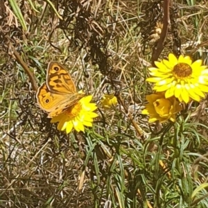 Heteronympha merope at Undefined Area - 6 Nov 2023 10:40 AM