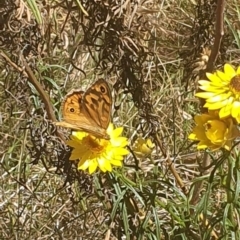 Heteronympha merope at Undefined Area - 6 Nov 2023 10:40 AM