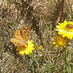 Heteronympha merope at Undefined Area - 6 Nov 2023 10:40 AM