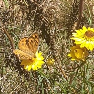 Heteronympha merope at Black Mountain Peninsula (PEN) - 6 Nov 2023