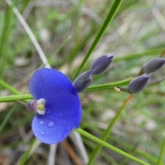 Comesperma sphaerocarpum (Broom Milkwort) at Borough, NSW - 31 Jan 2024 by Paul4K