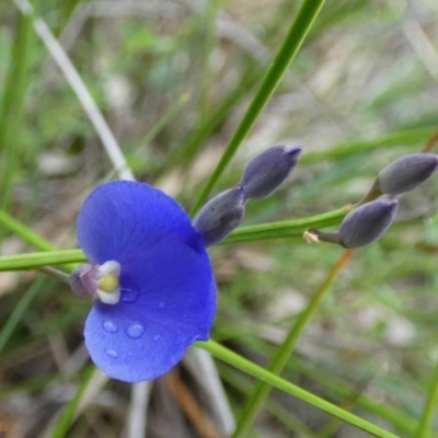 Comesperma sphaerocarpum (Broom Milkwort) at Borough, NSW - 31 Jan 2024 by Paul4K