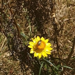 Lasioglossum (Chilalictus) sp. (genus & subgenus) (Halictid bee) at Lake Burley Griffin West - 6 Nov 2023 by ChrisBenwah