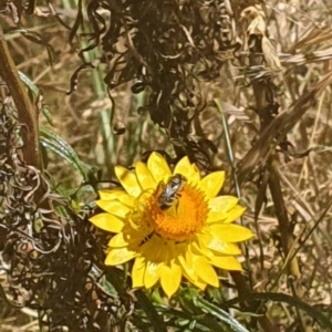 Lasioglossum (Chilalictus) sp. (genus & subgenus) at Black Mountain Peninsula (PEN) - 6 Nov 2023