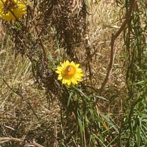 Lasioglossum (Chilalictus) sp. (genus & subgenus) at Black Mountain Peninsula (PEN) - 6 Nov 2023