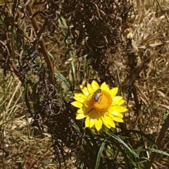 Lasioglossum (Chilalictus) sp. (genus & subgenus) at Black Mountain Peninsula (PEN) - 6 Nov 2023