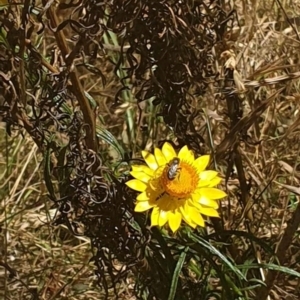 Lasioglossum (Chilalictus) sp. (genus & subgenus) at Black Mountain Peninsula (PEN) - 6 Nov 2023 11:07 AM