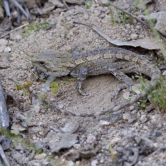Amphibolurus muricatus (Jacky Lizard) at Tidbinbilla Nature Reserve - 4 Dec 2022 by KorinneM