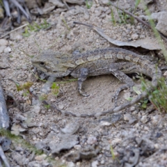 Amphibolurus muricatus at Kambah, ACT - 4 Dec 2022 by KorinneM