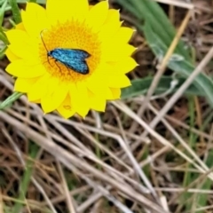 Pollanisus (genus) at Mount Majura (MMS) - 23 Nov 2023