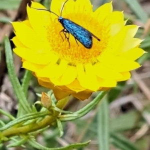 Pollanisus (genus) at Mount Majura (MMS) - 23 Nov 2023