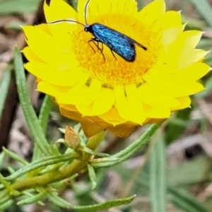 Pollanisus (genus) at Mount Majura (MMS) - 23 Nov 2023