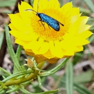 Pollanisus (genus) at Mount Majura (MMS) - 23 Nov 2023