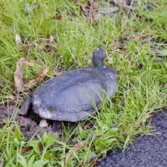 Chelodina longicollis (Eastern Long-necked Turtle) at Tidbinbilla Nature Reserve - 4 Dec 2022 by KorinneM