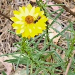 Lasioglossum sp. (genus) (Furrow Bee) at Mount Majura (MMS) - 23 Nov 2023 by ChrisBenwah