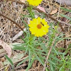 Lasioglossum sp. (genus) at Mount Majura (MMS) - 23 Nov 2023